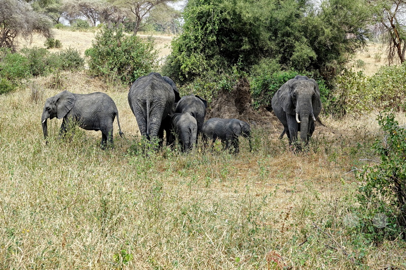 Tansania - Tarangire-Nationalpark