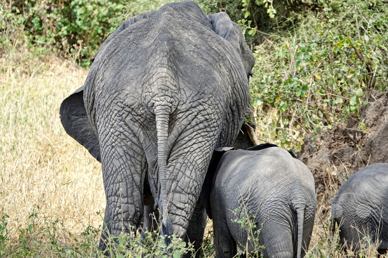 Tansania - Tarangire-Nationalpark