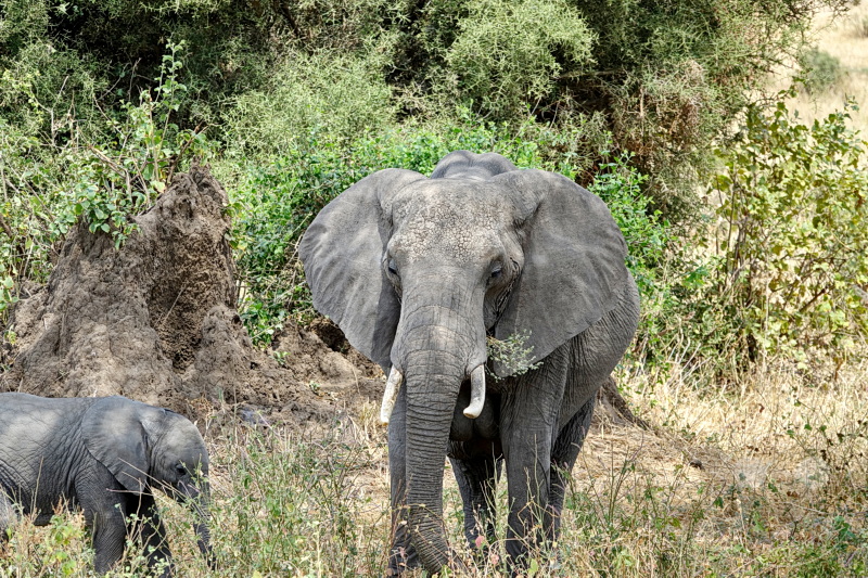 Tansania - Tarangire-Nationalpark