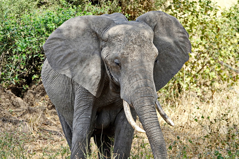 Tansania - Tarangire-Nationalpark