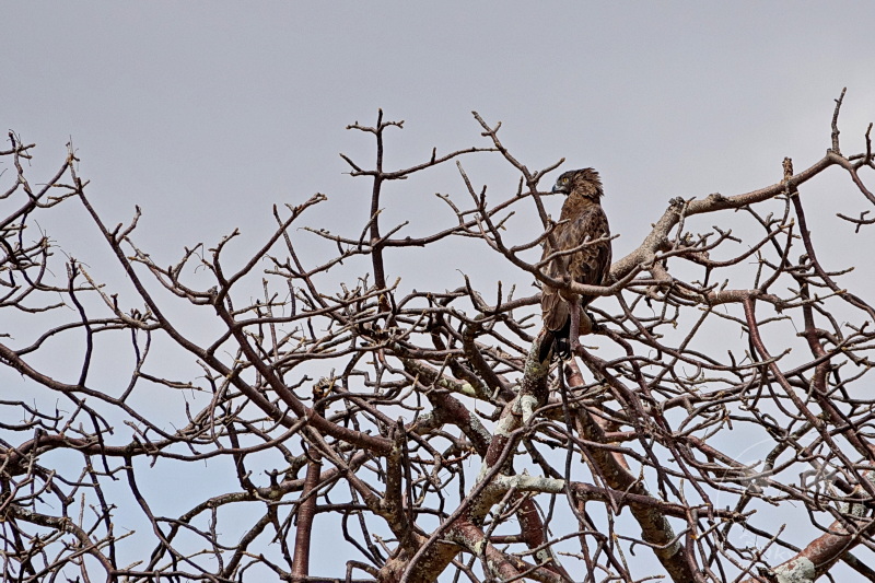 Tansania - Tarangire-Nationalpark