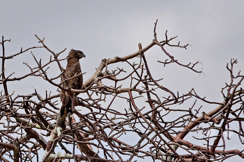 Tansania - Tarangire-Nationalpark