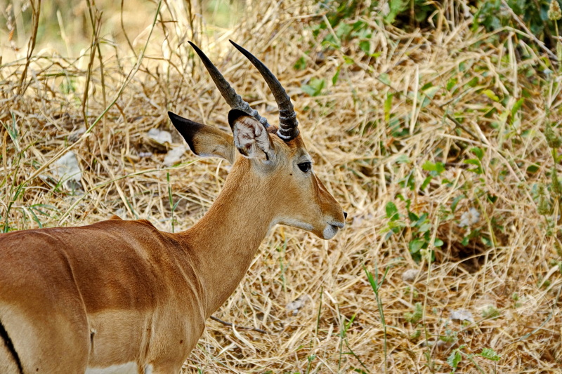 Tansania - Tarangire-Nationalpark