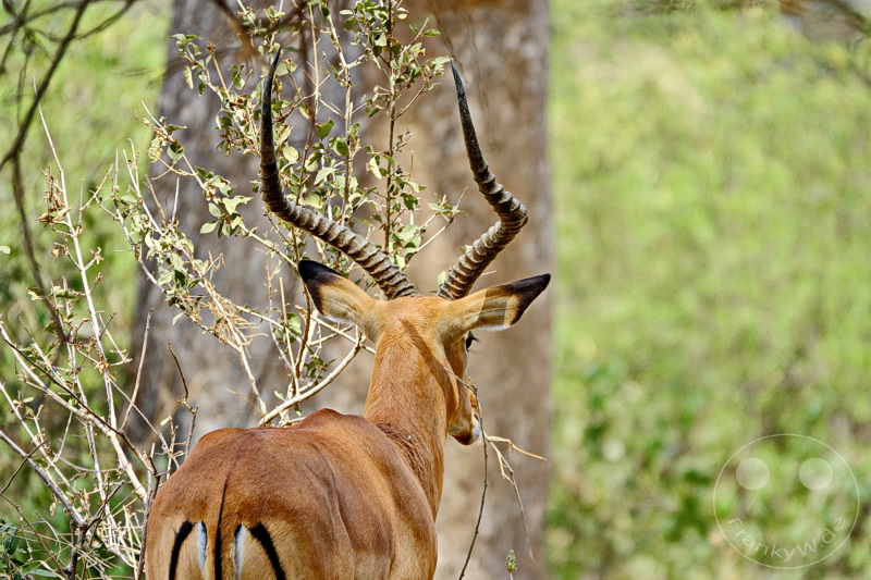 Tansania - Tarangire-Nationalpark