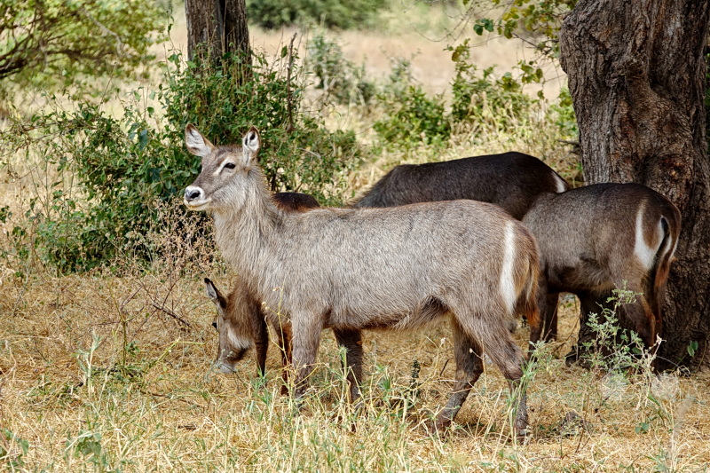 Tansania - Tarangire-Nationalpark