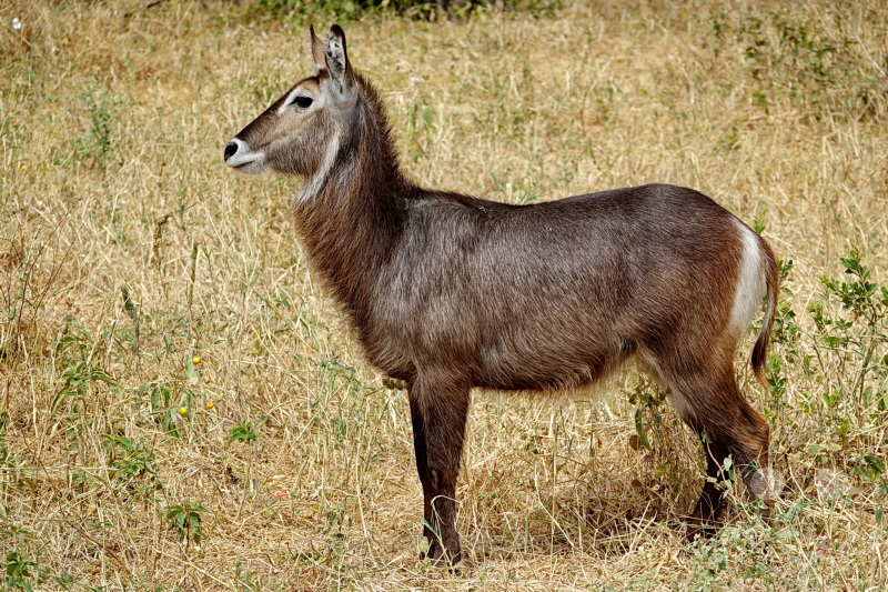 Tansania - Tarangire-Nationalpark