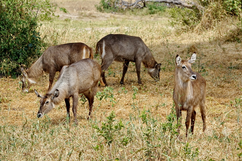 Tansania - Tarangire-Nationalpark
