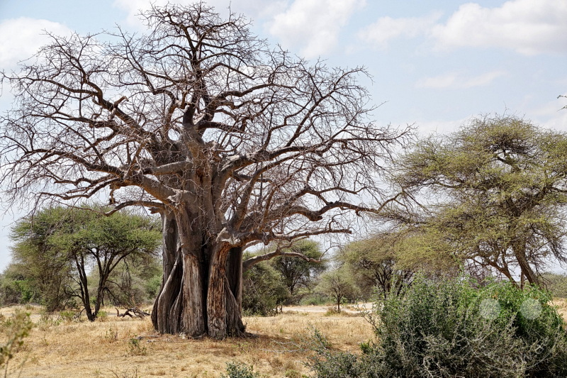 Tansania - Tarangire-Nationalpark