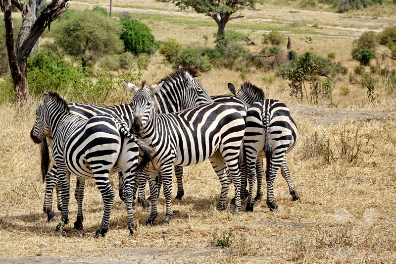 Tansania - Tarangire-Nationalpark