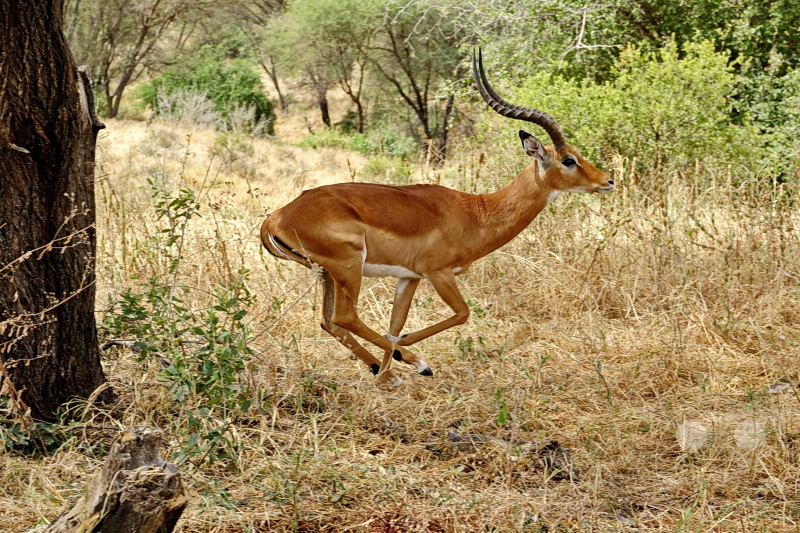 Tansania - Tarangire-Nationalpark