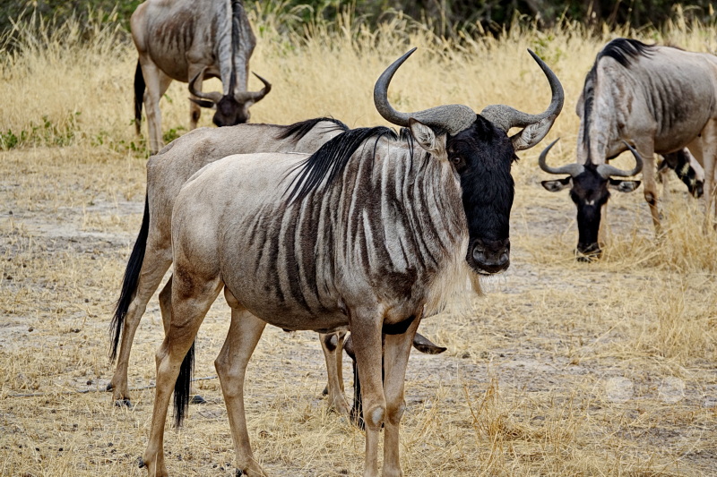 Tansania - Tarangire-Nationalpark