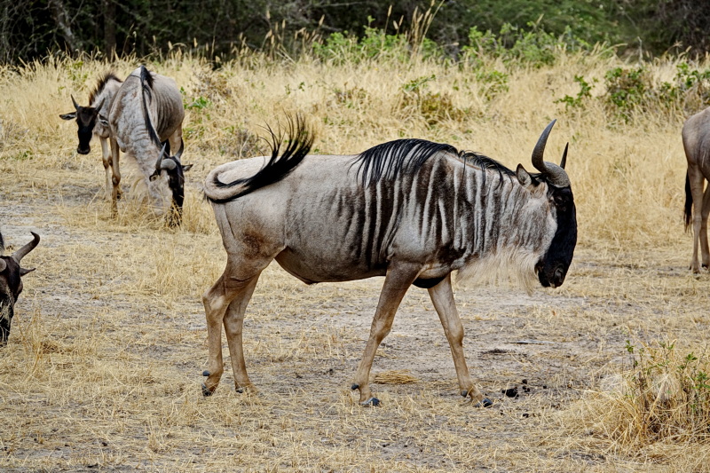 Tansania - Tarangire-Nationalpark