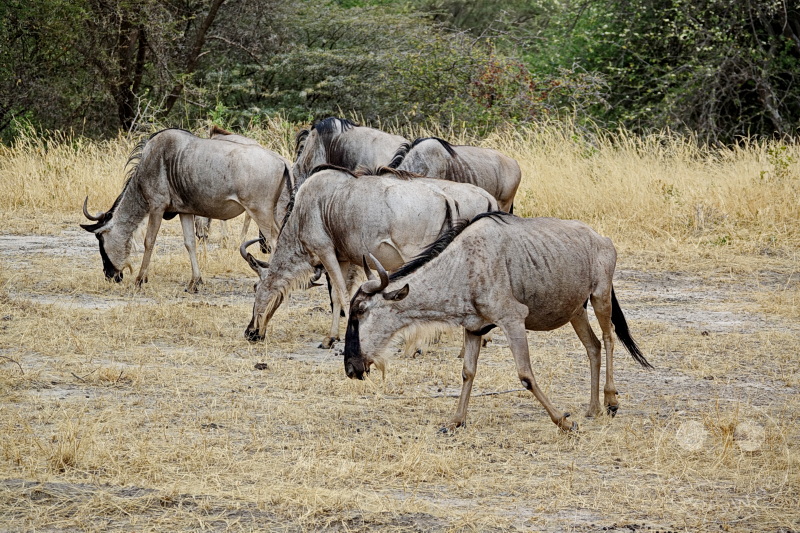 Tansania - Tarangire-Nationalpark