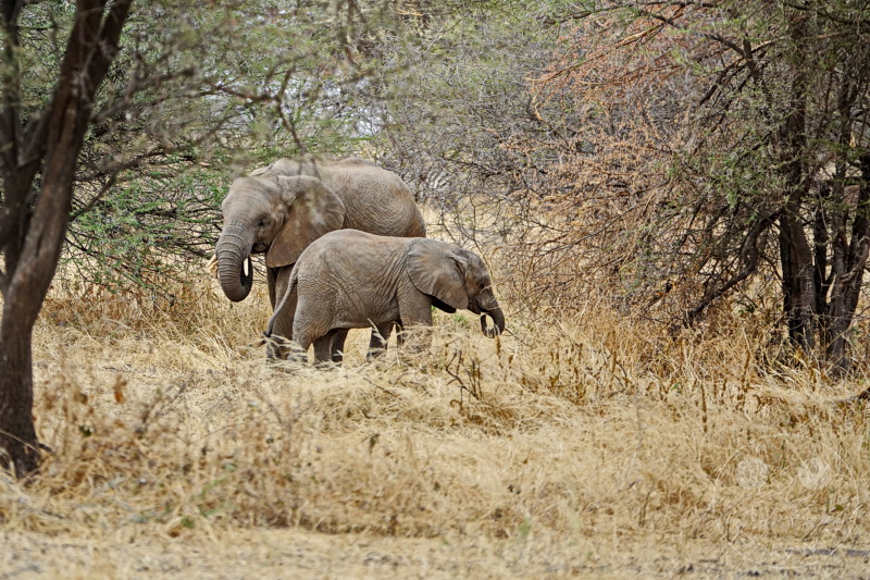Tansania - Tarangire-Nationalpark