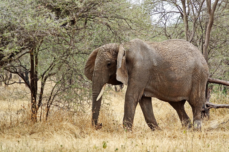 Tansania - Tarangire-Nationalpark