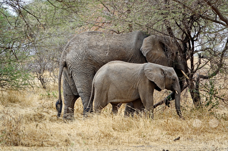 Tansania - Tarangire-Nationalpark