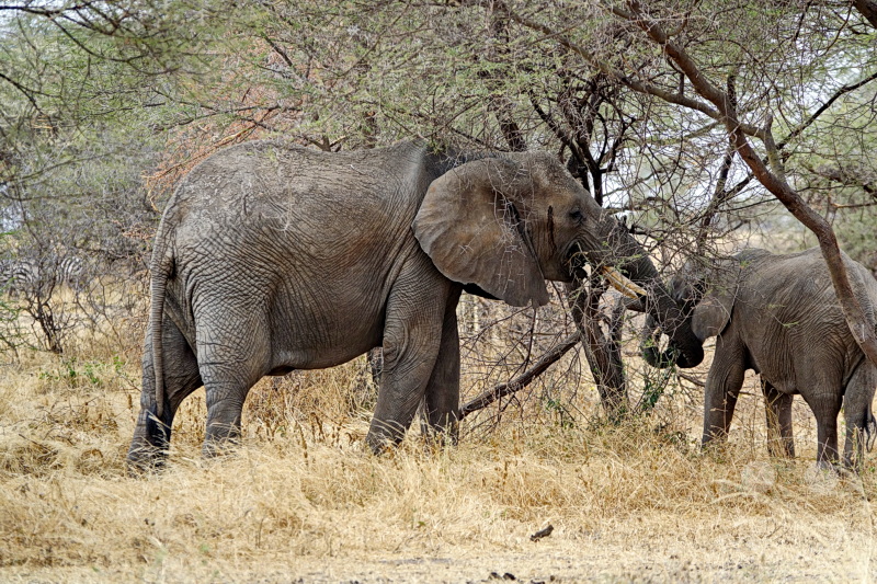 Tansania - Tarangire-Nationalpark