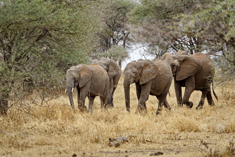 Tansania - Tarangire-Nationalpark