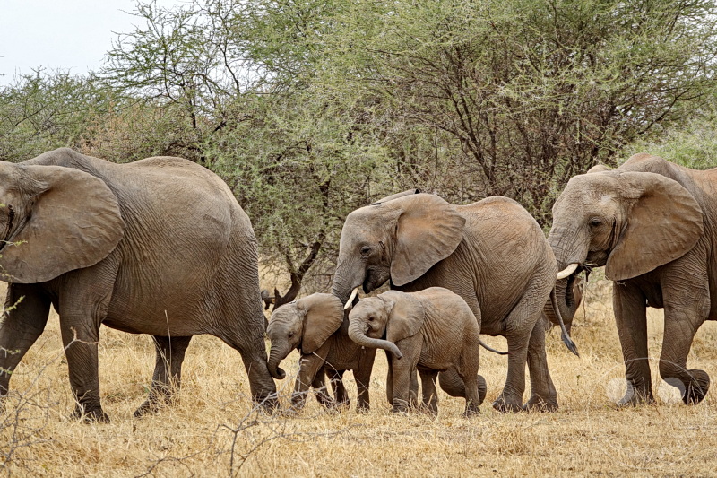 Tansania - Tarangire-Nationalpark