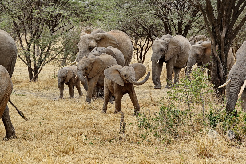 Tansania - Tarangire-Nationalpark