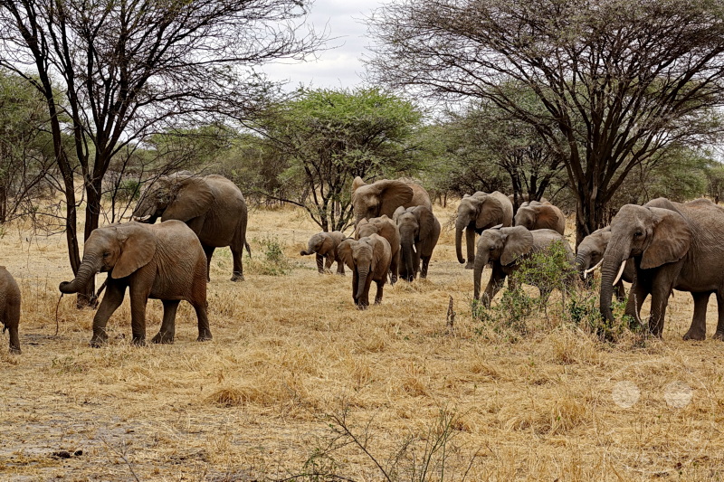Tansania - Tarangire-Nationalpark