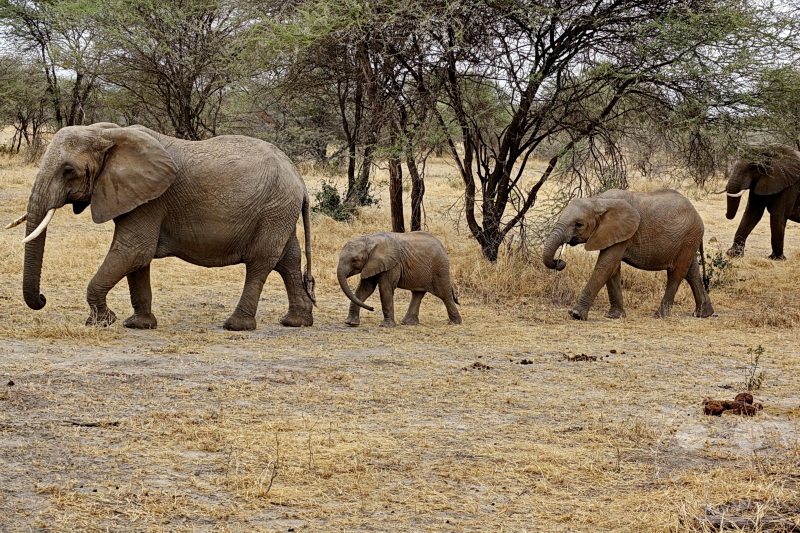 Tansania - Tarangire-Nationalpark