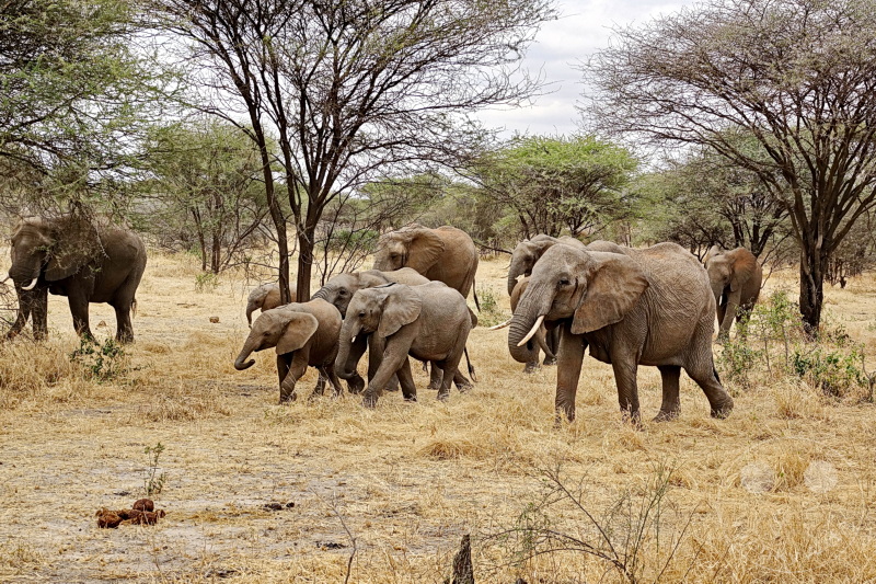 Tansania - Tarangire-Nationalpark