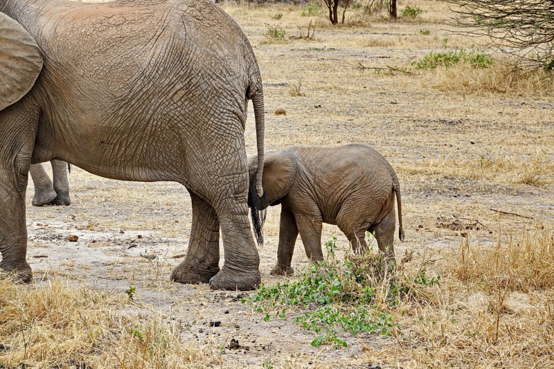Tansania - Tarangire-Nationalpark