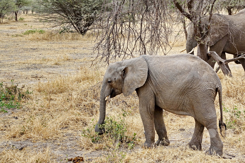 Tansania - Tarangire-Nationalpark