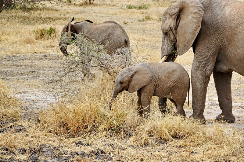 Tansania - Tarangire-Nationalpark
