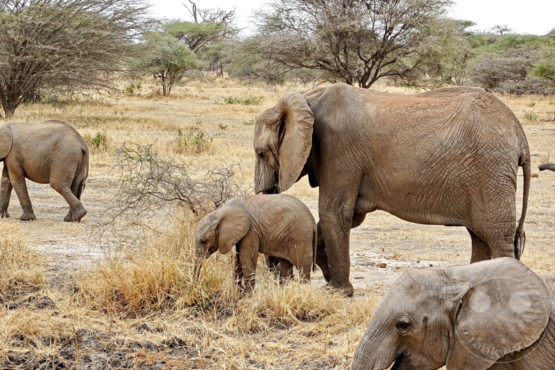 Tansania - Tarangire-Nationalpark