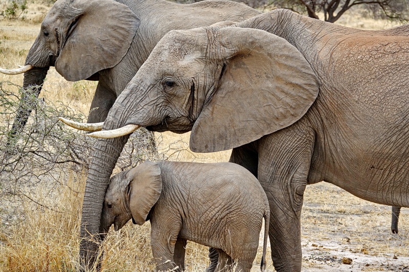 Tansania - Tarangire-Nationalpark