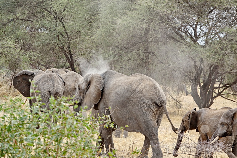 Tansania - Tarangire-Nationalpark
