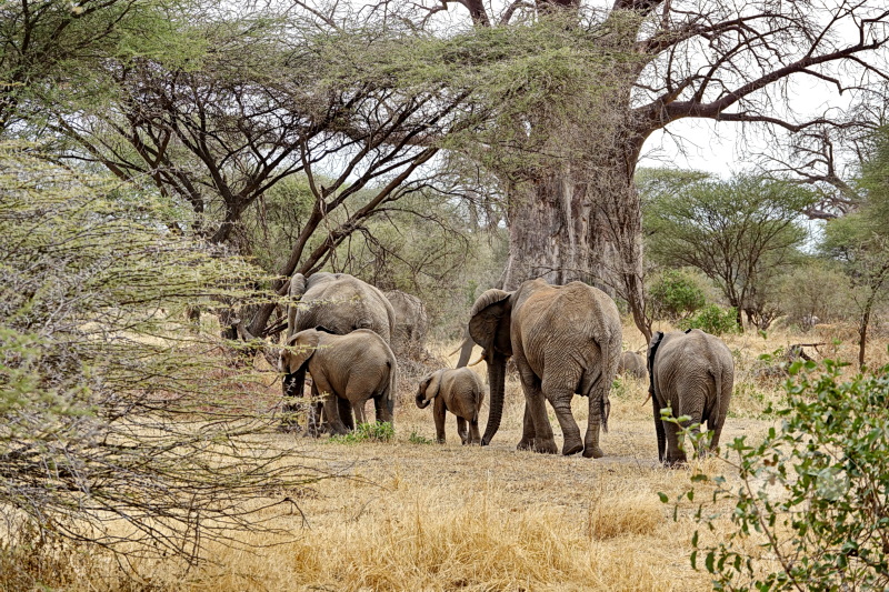 Tansania - Tarangire-Nationalpark
