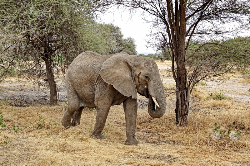 Tansania - Tarangire-Nationalpark