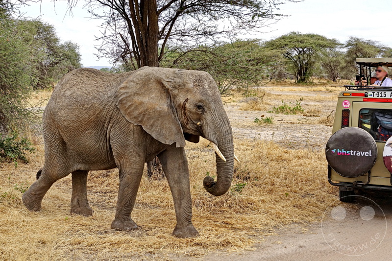 Tansania - Tarangire-Nationalpark
