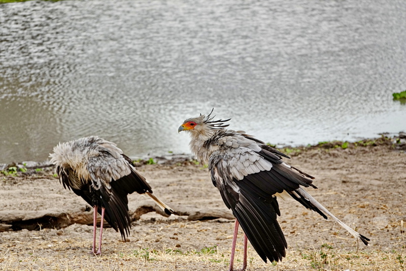 Tansania - Tarangire-Nationalpark