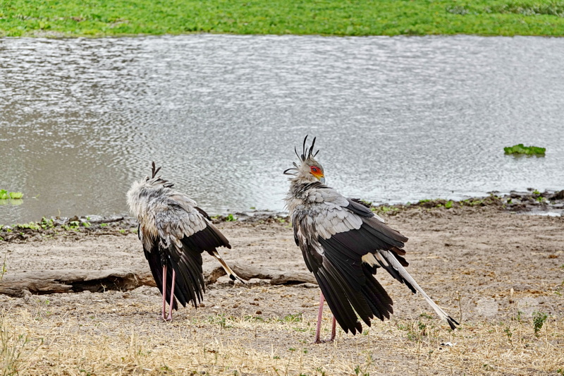 Tansania - Tarangire-Nationalpark