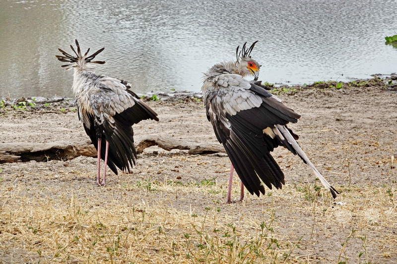 Tansania - Tarangire-Nationalpark