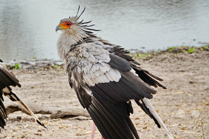 Tansania - Tarangire-Nationalpark