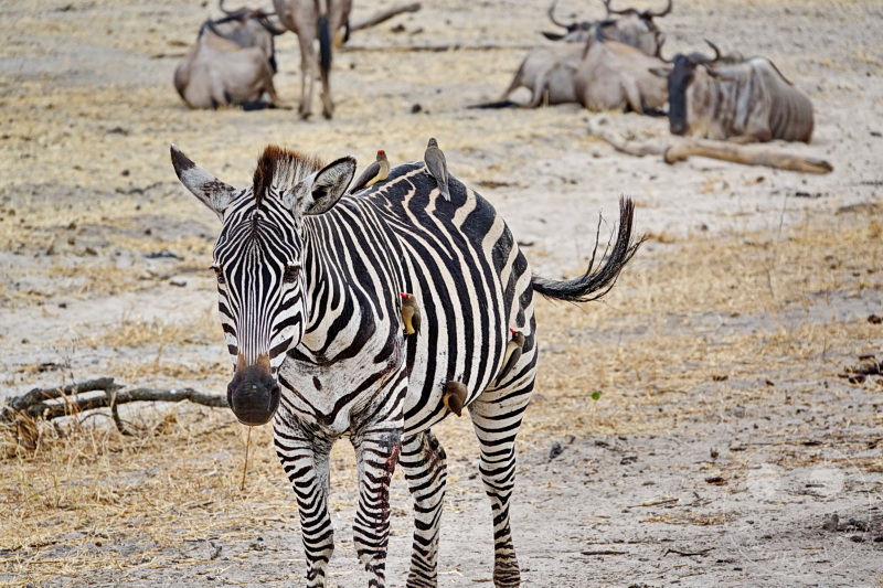 Tansania - Tarangire-Nationalpark
