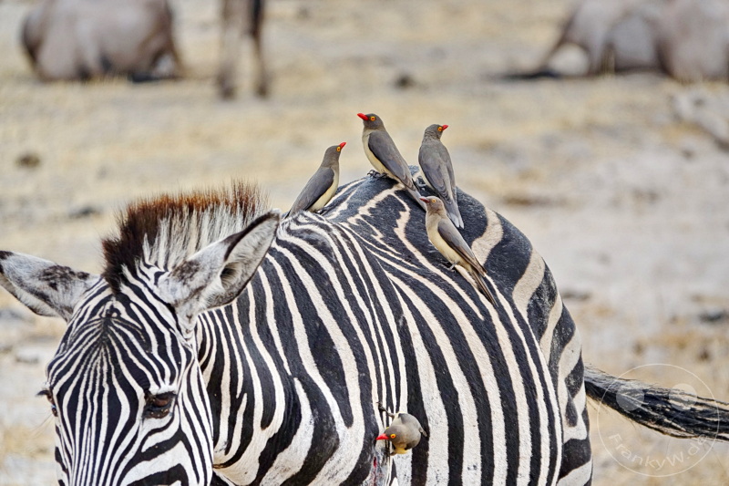 Tansania - Tarangire-Nationalpark