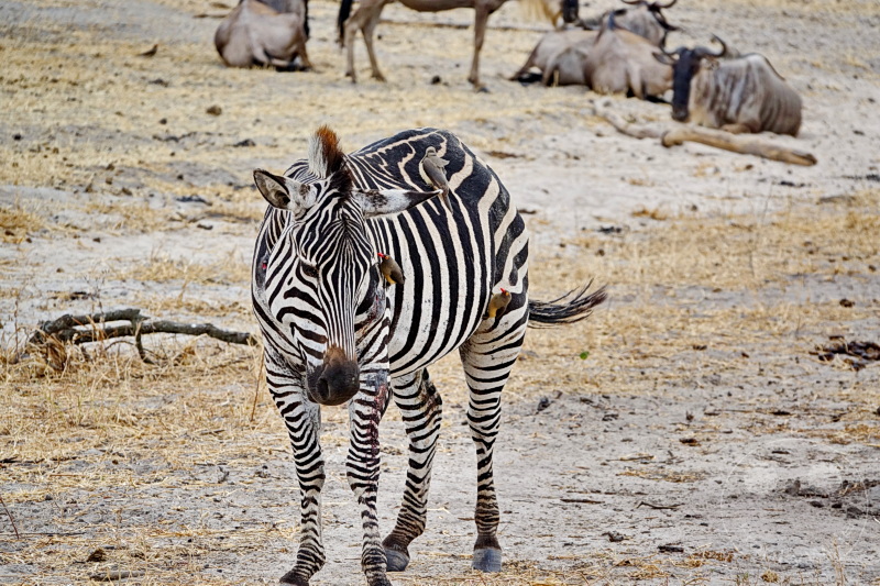 Tansania - Tarangire-Nationalpark