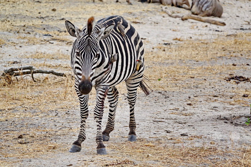 Tansania - Tarangire-Nationalpark