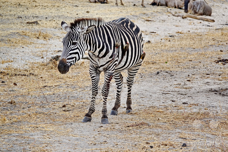 Tansania - Tarangire-Nationalpark