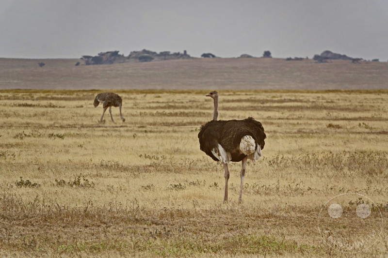 Tansania - Serengeti