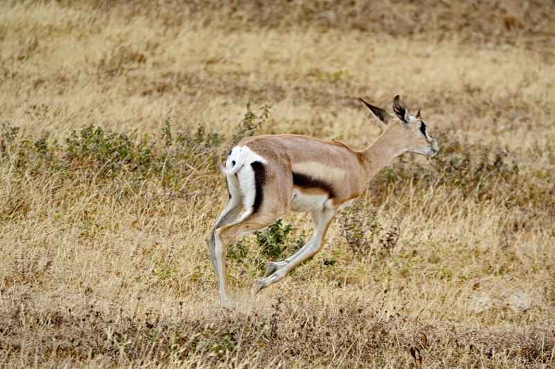 Tansania - Serengeti