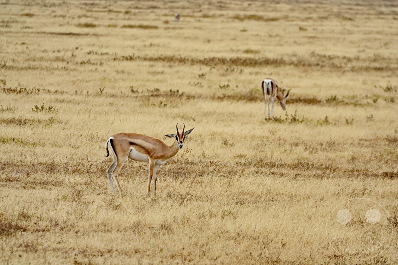 Tansania - Serengeti
