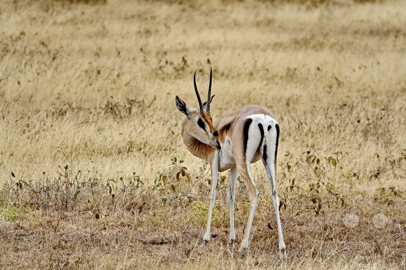 Tansania - Serengeti
