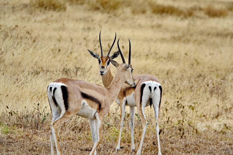 Tansania - Serengeti